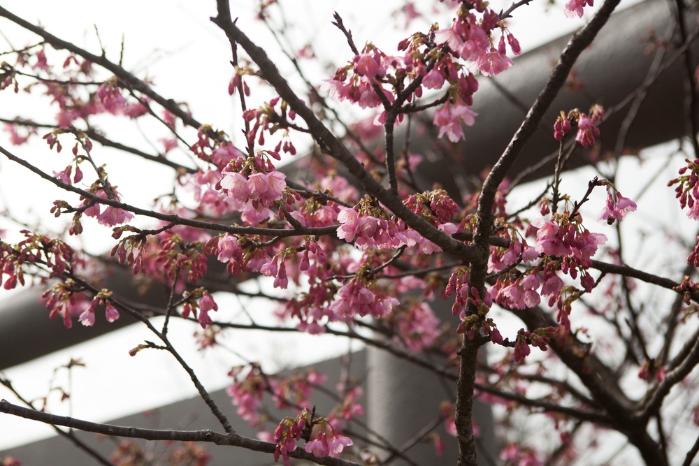Nago celebrates 52nd annual Cherry Blossom Festival