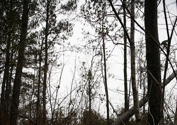 Back cut! Tree falling!