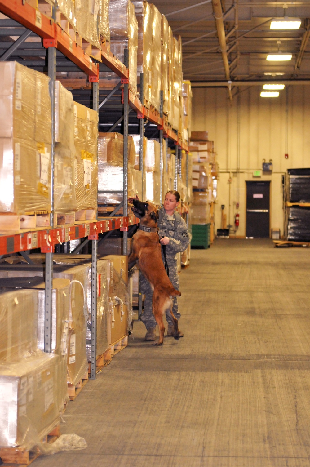 Military Working Dog teams prepare for certification for real world missions at home and abroad