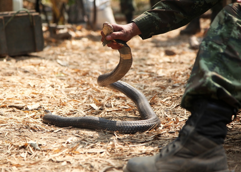 Jungle survival training challenges soldiers during CG 14