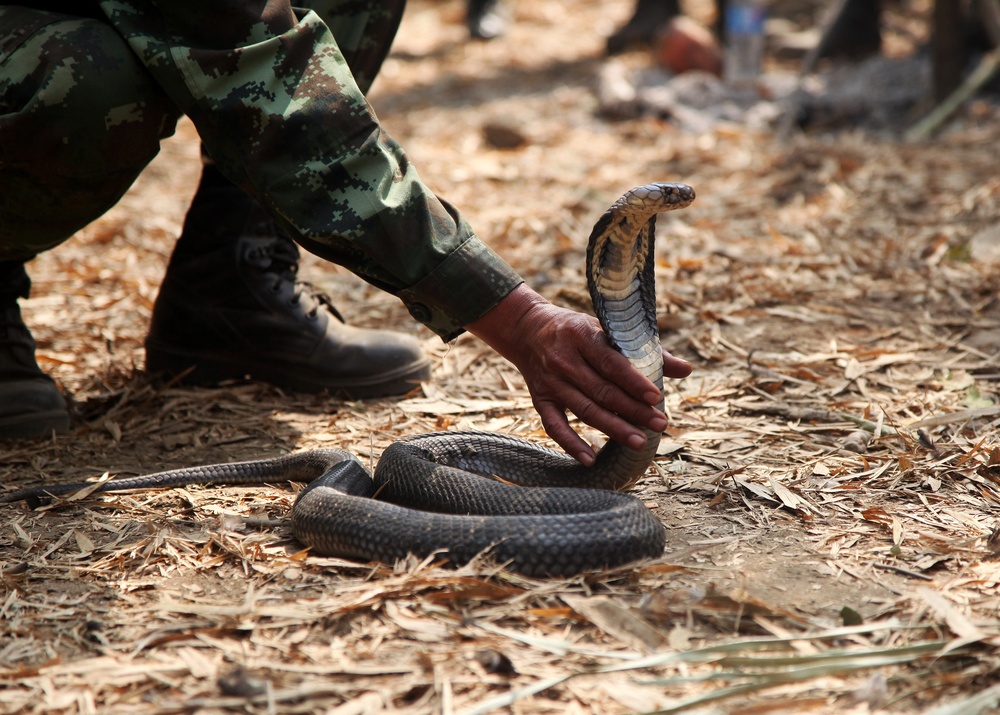 Jungle survival training challenges soldiers during CG 14