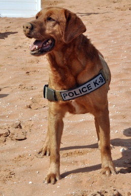 Former Marine military working dog finds new life, love in the Air Force