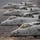 A formation of multiple A-10 Thunderbolt II (Warthog) attack aircraft flying in close formation over a rural landscape. The lead aircraft bears the markings 'City of Fort Smith' and the number 188, with a shark/wolf mouth nose art and crew names 'COL. Mark Anderson' and 'TSGT. Orion Stell'. The aircraft appear to belong to the Arkansas Air National Guard's 188th Wing, identifiable by 'Flying Razorbacks' markings.