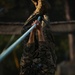 Photo Gallery: Marine recruits build confidence, test courage on Parris Island obstacle course