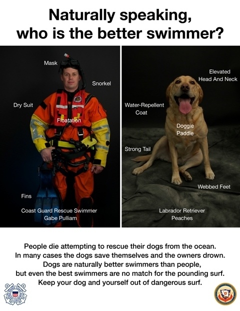 Beach Dog Safety Campaign poster