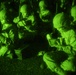 Photo Gallery: Marine recruits near the finish line on Parris Island