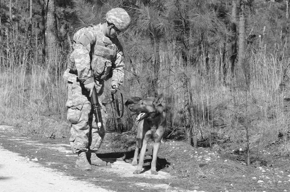 Dog and handler training