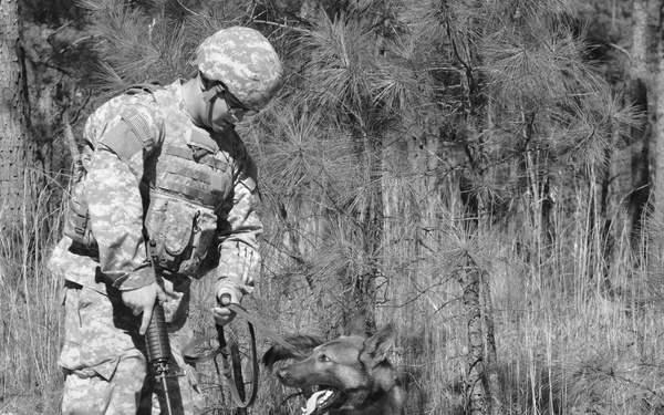 Dog and handler training