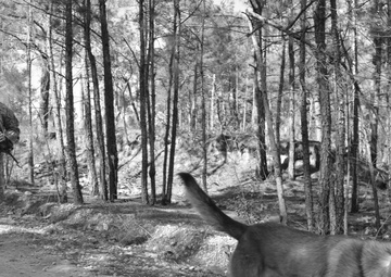 In search of explosives