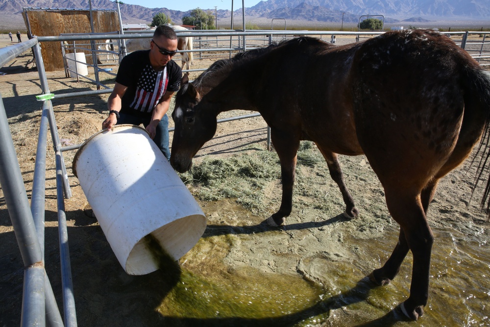 Marines volunteer at BST Ranch