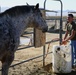 Marines volunteer at BST Ranch