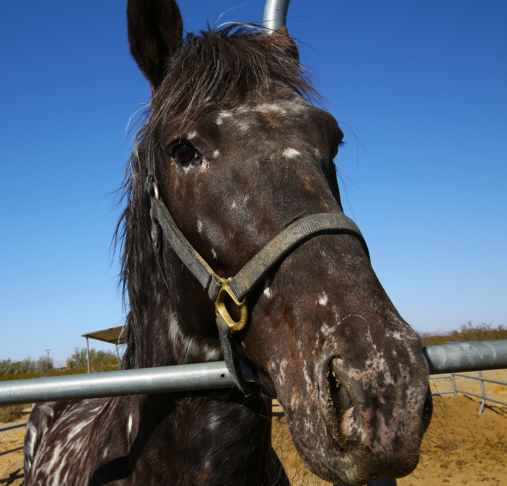Marines volunteer at BST Ranch