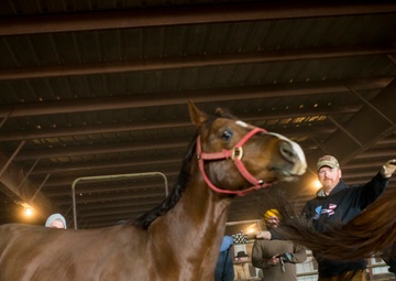 Veterans corral horses to take rein of own lives