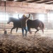 Veterans corral horses to take rein of own lives