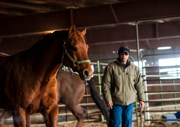Veterans corral horses to take rein of own lives