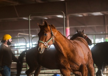 Veterans corral horses to take rein of own lives