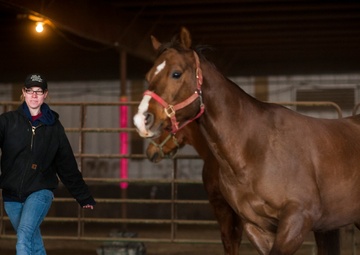 Veterans corral horses to take rein of own lives
