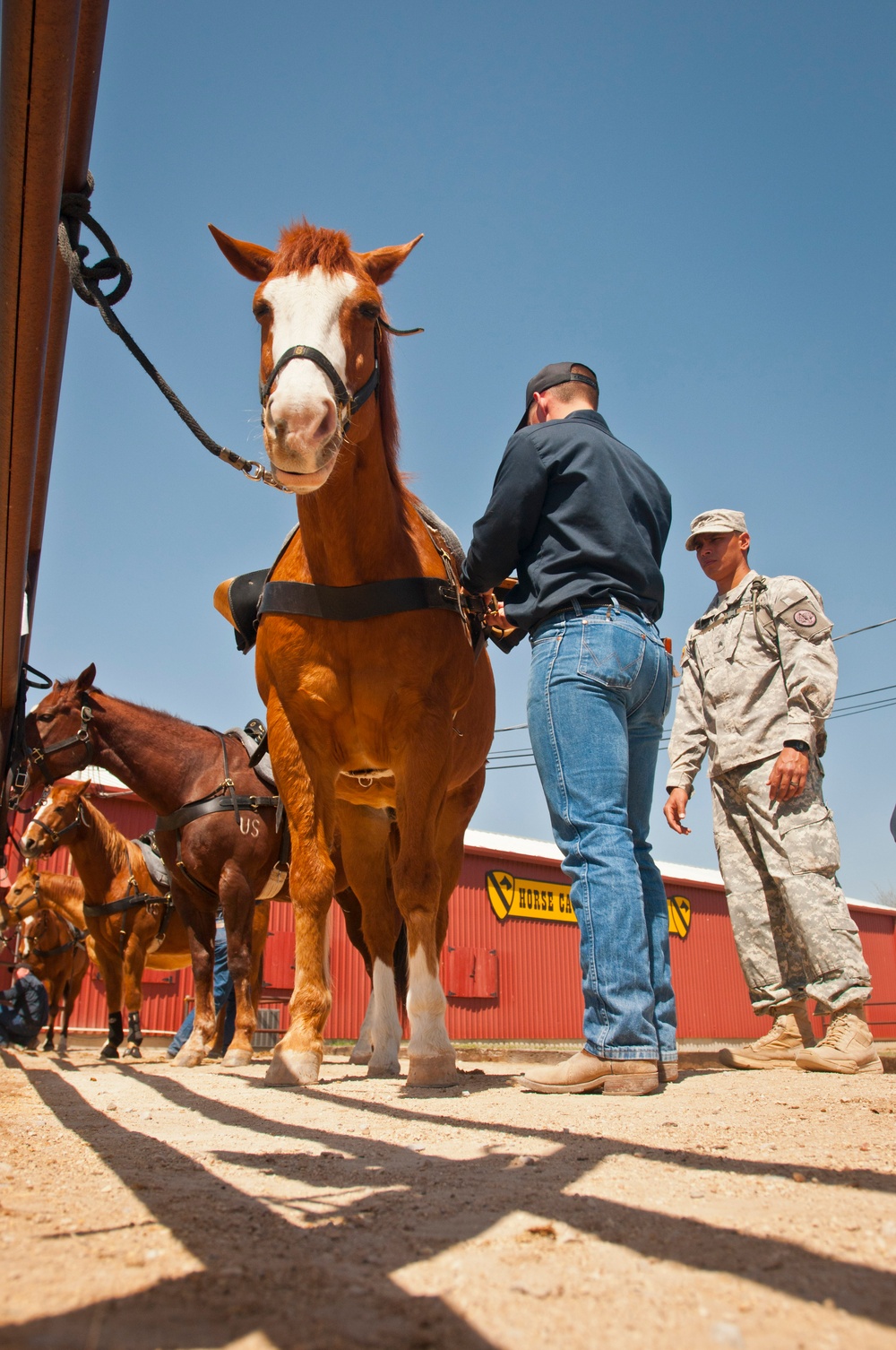 1st Cavalry Division horse gets saddled
