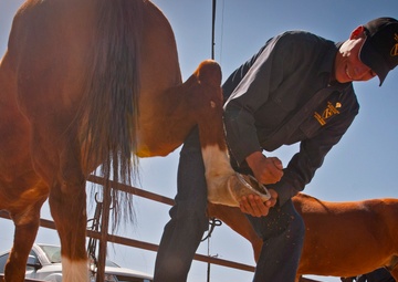 First Team’s Australian partners take ride with Horse Cav Detachment