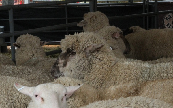 Houston Livestock Show and Rodeo 2014