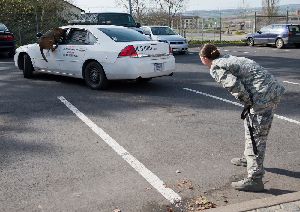 Military working dog training session