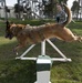 Military working dog obedience course