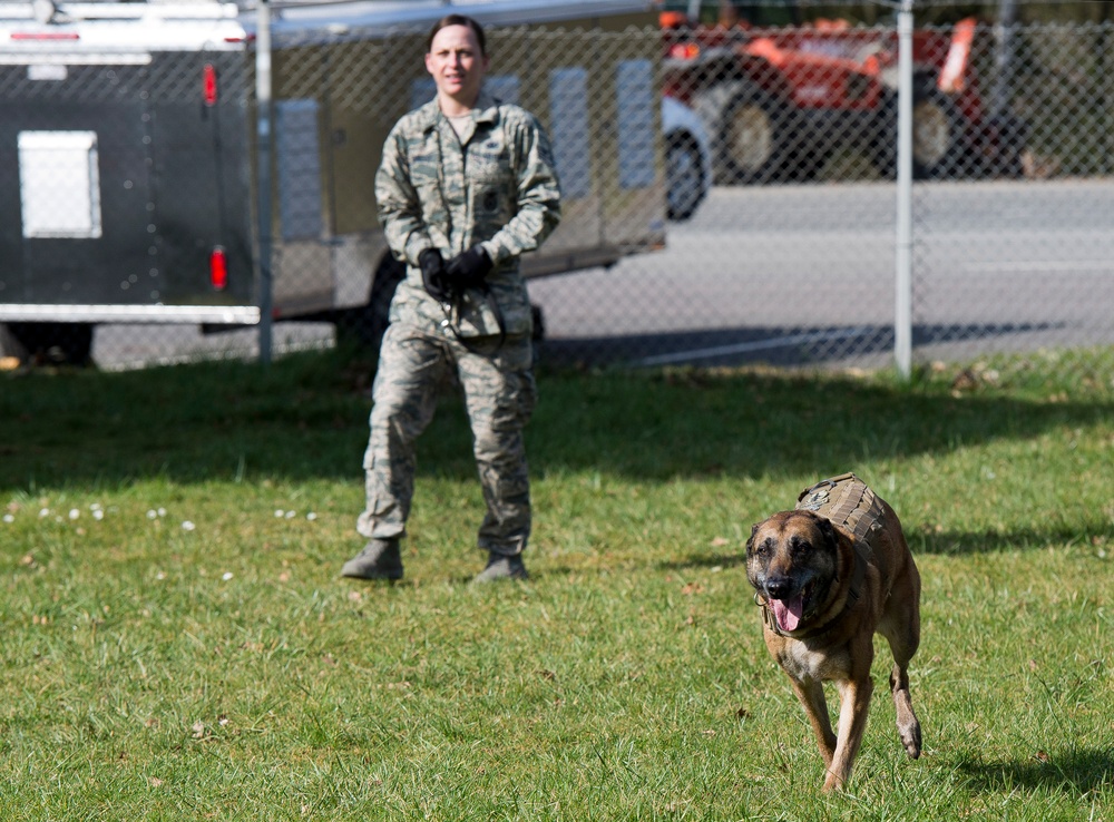 Military working dog training session