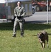 Military working dog training session