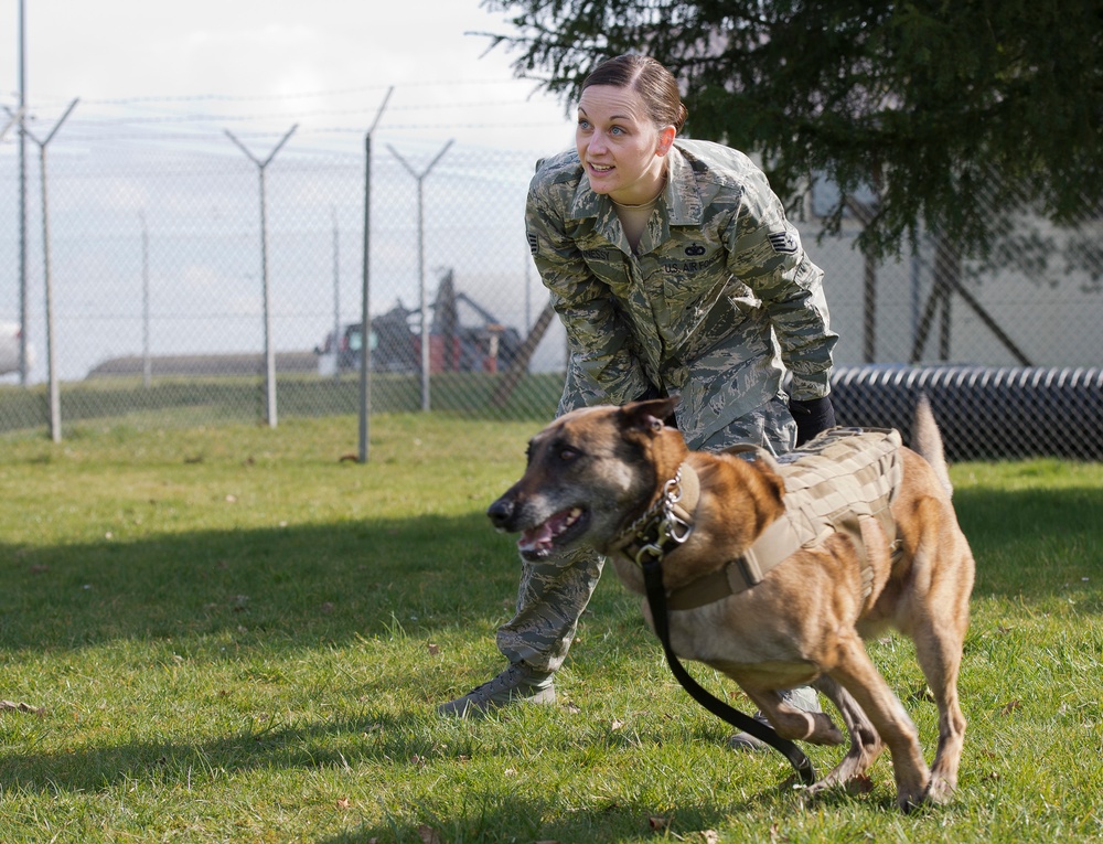 Military working dog obedience course