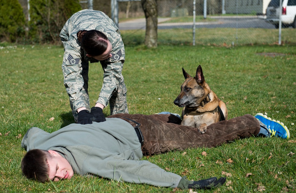 Military working dog training