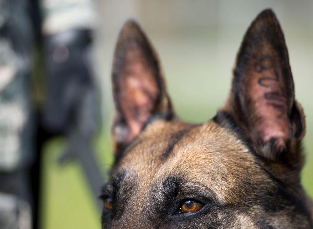 MWD ears