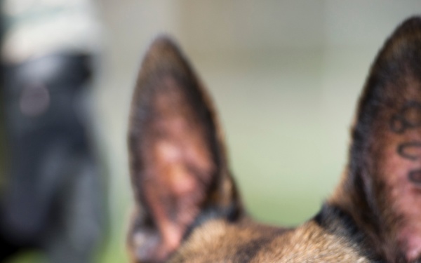 MWD ears