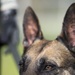 MWD ears