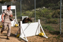 Marine Finds Strength in Furry Companion
