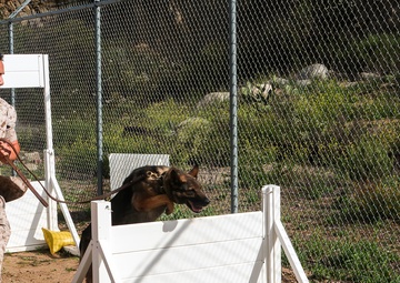 Marine finds strength in furry companion