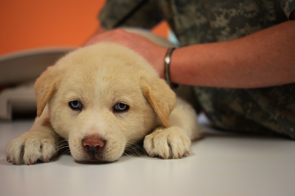 Lackland AFB Veterinary Clinic