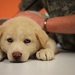 Lackland AFB Veterinary Clinic