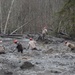 Oso mudslide