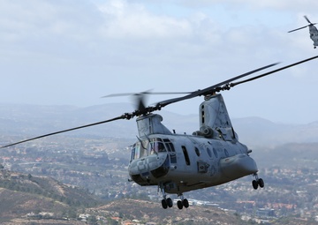 Purple Foxes &quot;Fly the Barn&quot;