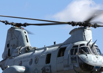 Purple Foxes &quot;Fly the Barn&quot;