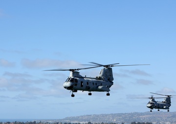 Purple Foxes &quot;Fly the Barn&quot;
