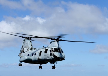 Purple Foxes &quot;Fly the Barn&quot;