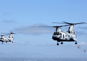 Purple Foxes &quot;Fly the Barn&quot;
