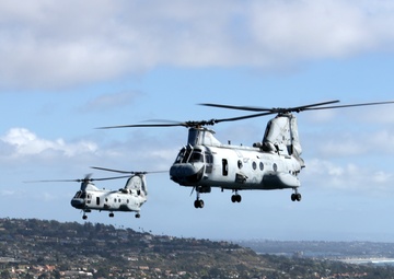 Purple Foxes &quot;Fly the Barn&quot;