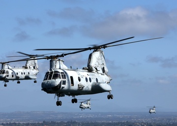 Purple Foxes &quot;Fly the Barn&quot;