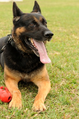 MWD: The road to certification