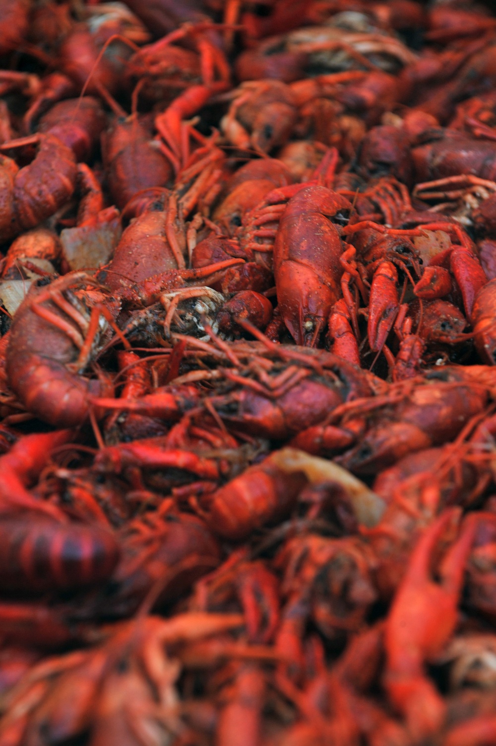 Crawfish Festival