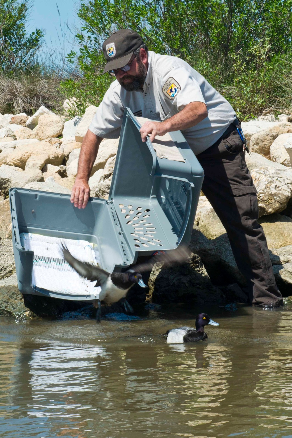 Unified Command releases 3 ducks at wildlife refuge