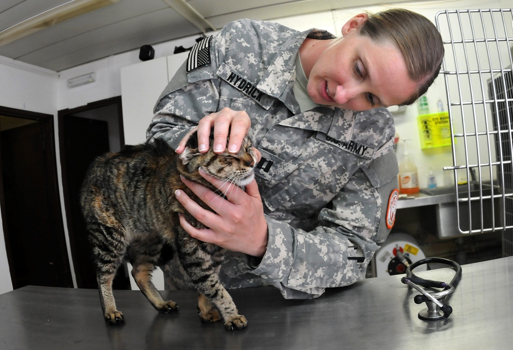 Army veterinarians improve health and morale in Sinai Peninsula