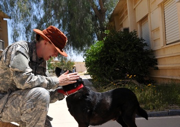 Army veterinarians improve health and morale in Sinai Peninsula